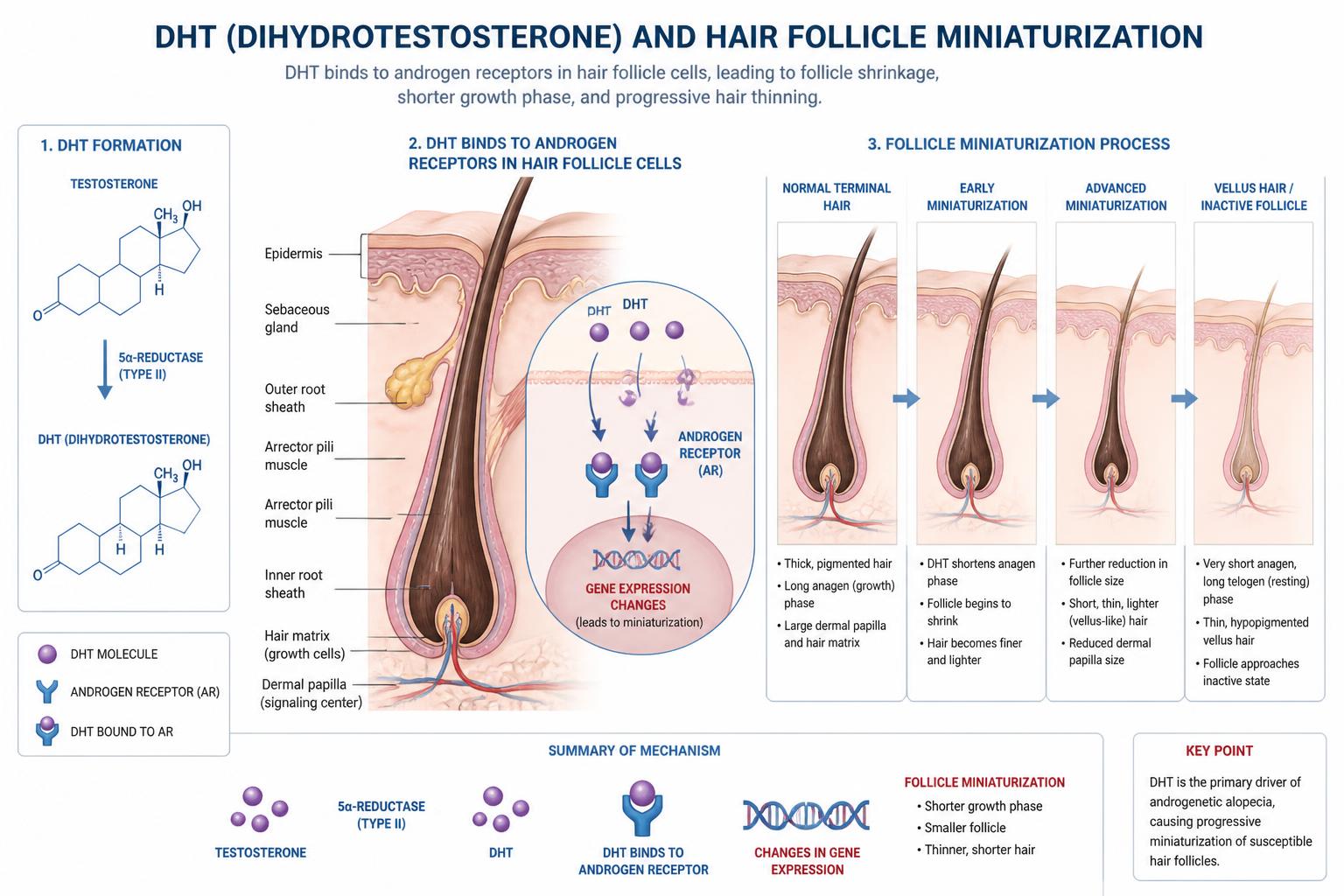 Diagram of DHT binding to hair follicles
